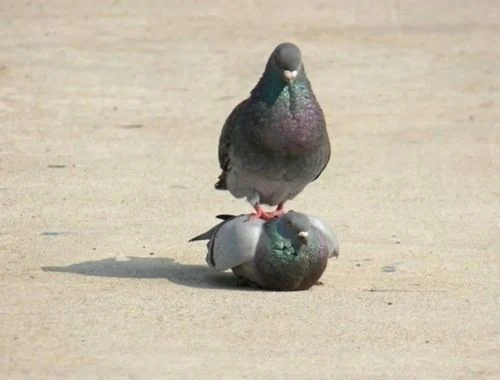 Seagul’s avatar